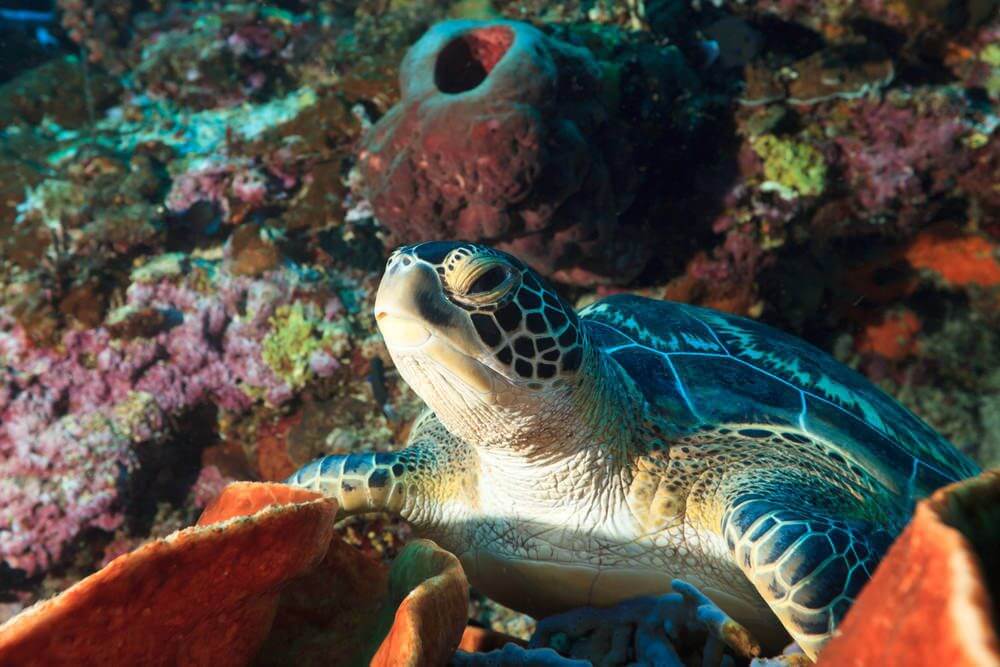 Bunaken