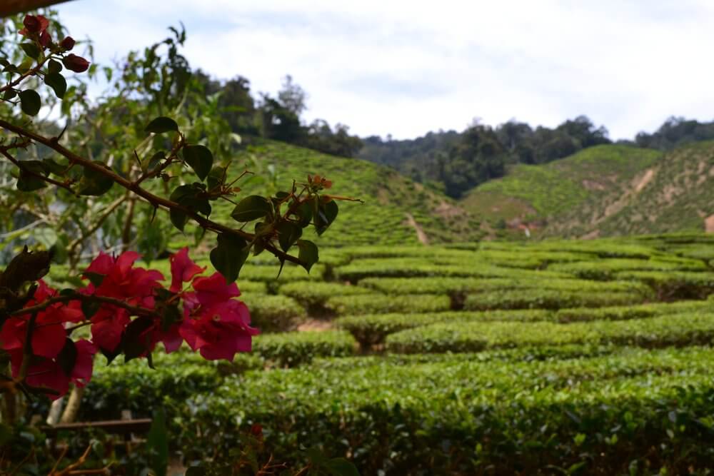 Cameron Highlands