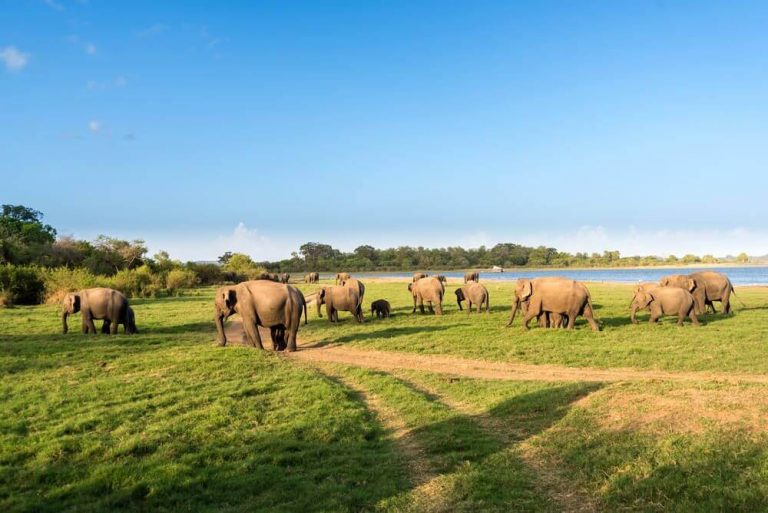 Minneriya National Park