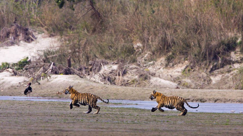 Bandhavgarh National Park