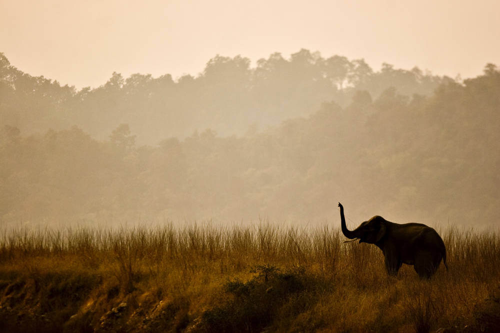 Corbett National Park