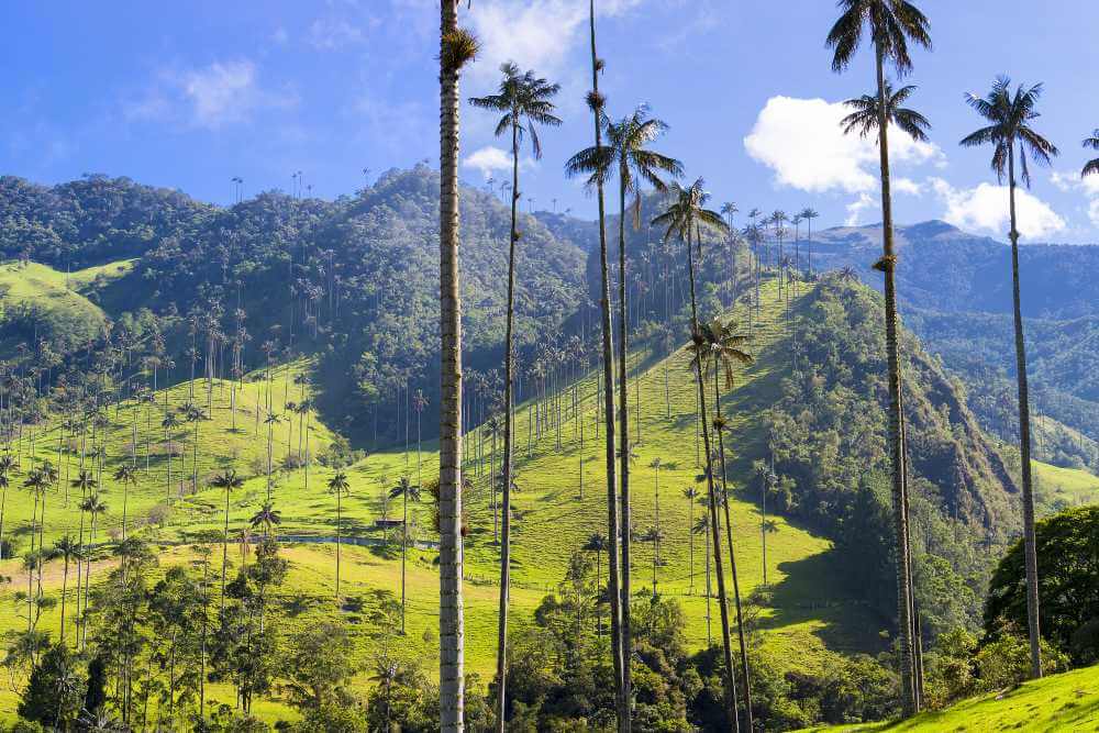 Cocoravallei in Colombia