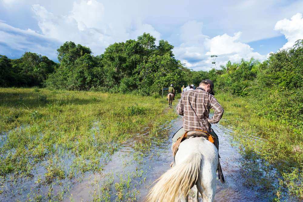 pantanal