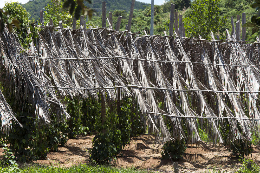 Kampot