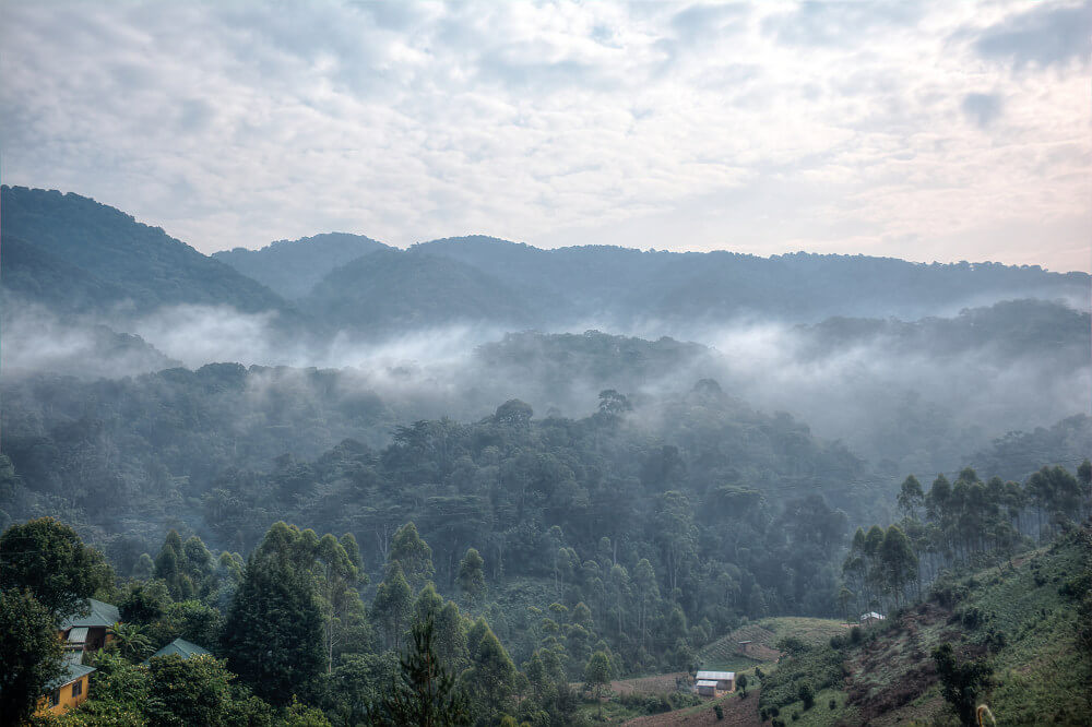 Bwindi National Park, Oeganda