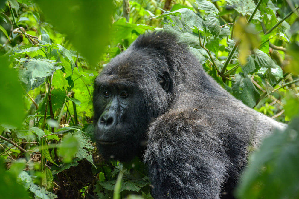 Bwindi National Park, Oeganda