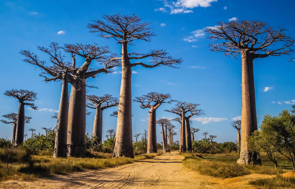 Allee de Baobabs
