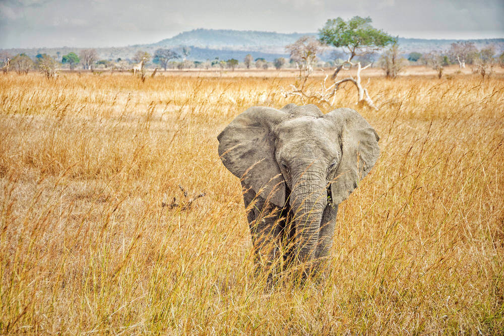 Mikumi National Park