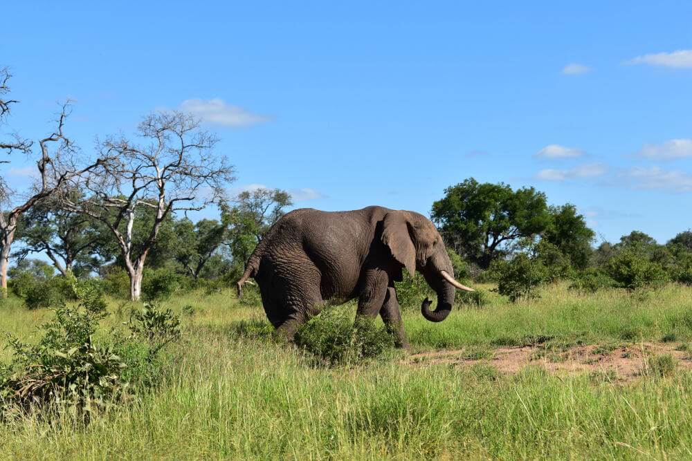 safari zuid afrika wanneer