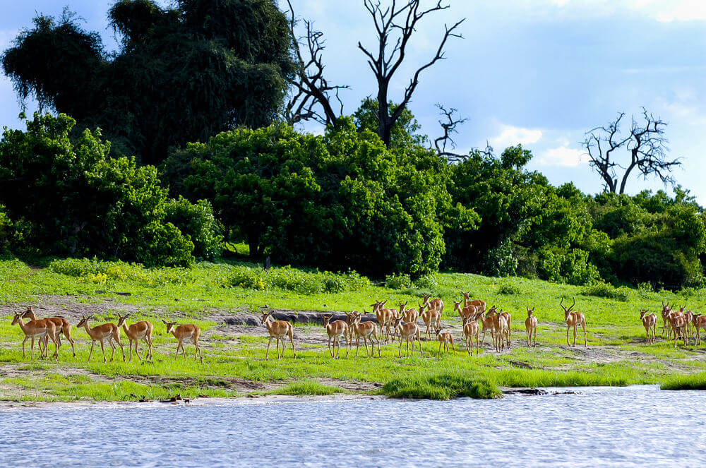 Impalas Chobe