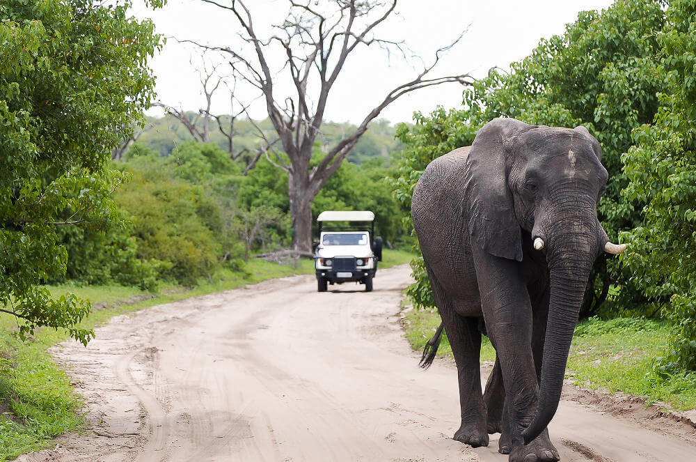 Olifant Botswana