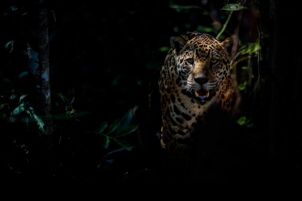 Jaguar Belize