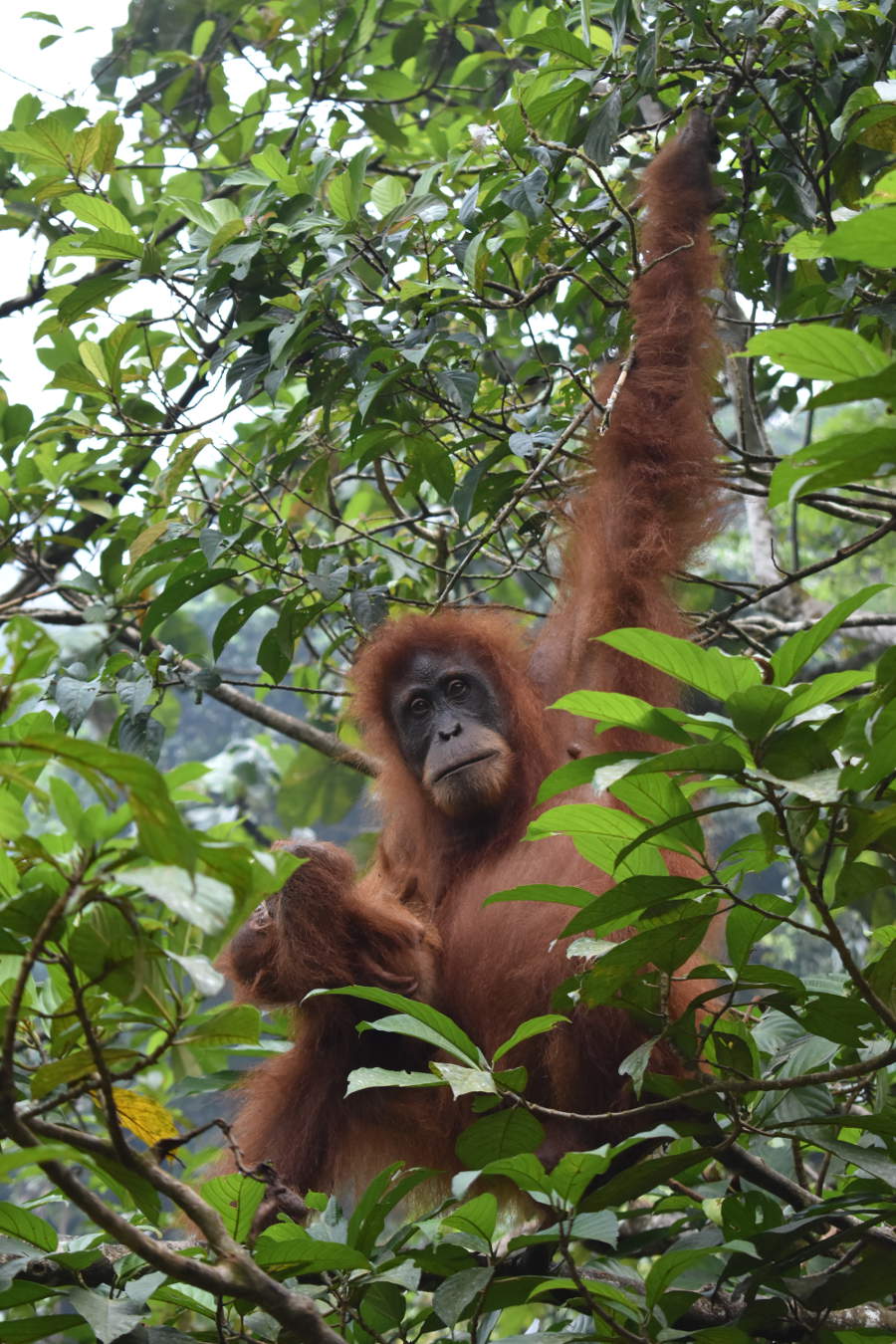 Jungle trekking in Bukit Lawang