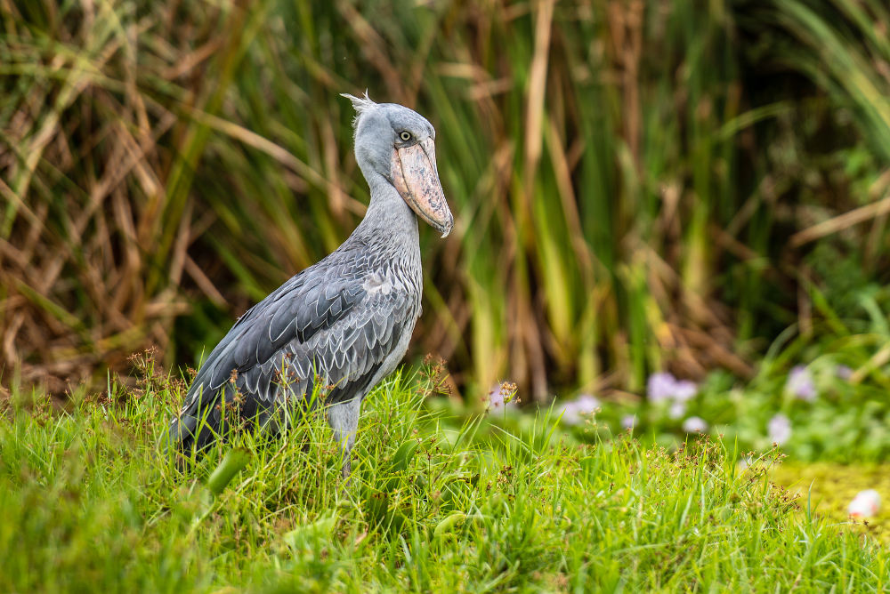 Wildlife in Oeganda