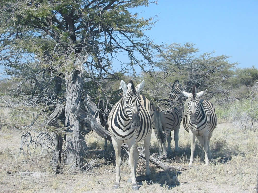 Etosha National Park