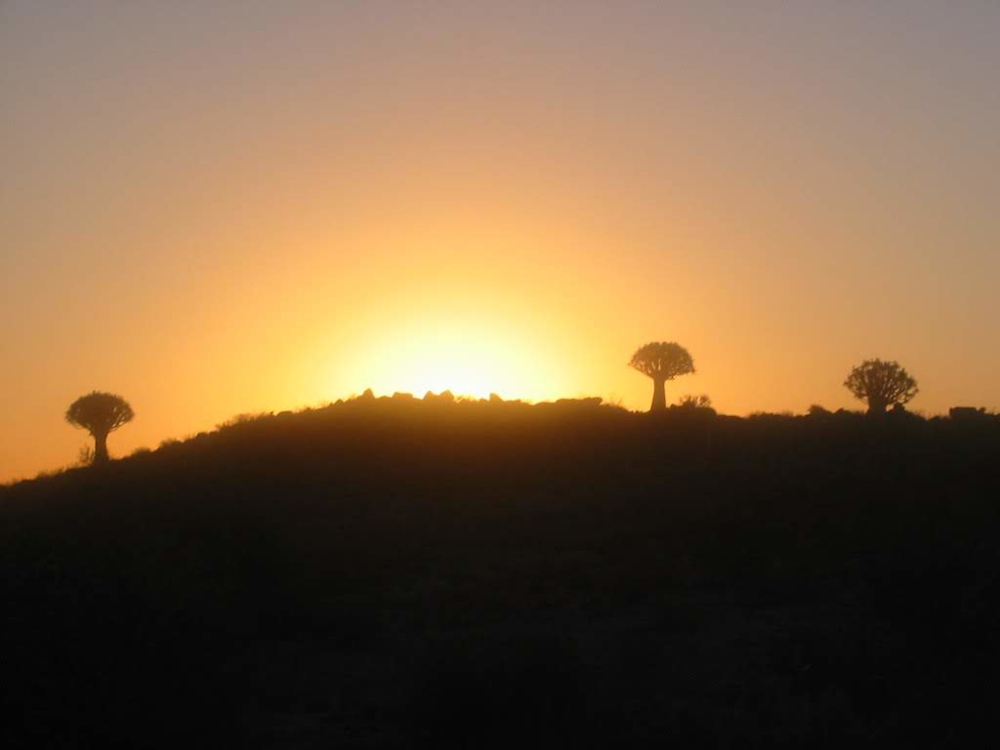 Quiver tree forrest Namibie