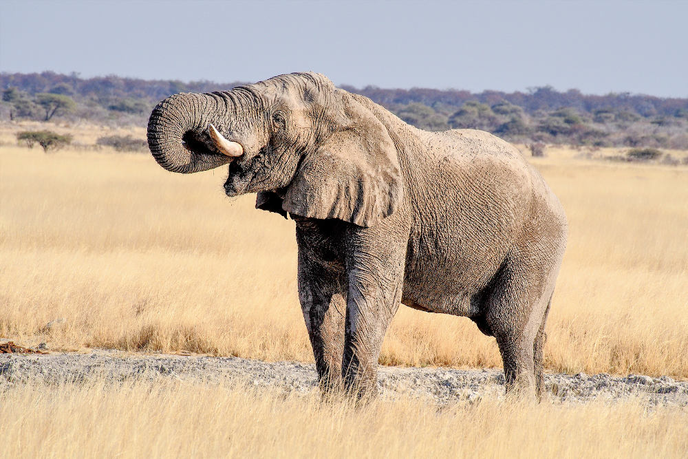 Etosha National Park