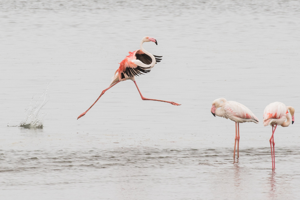 flamingo Walvisbaai