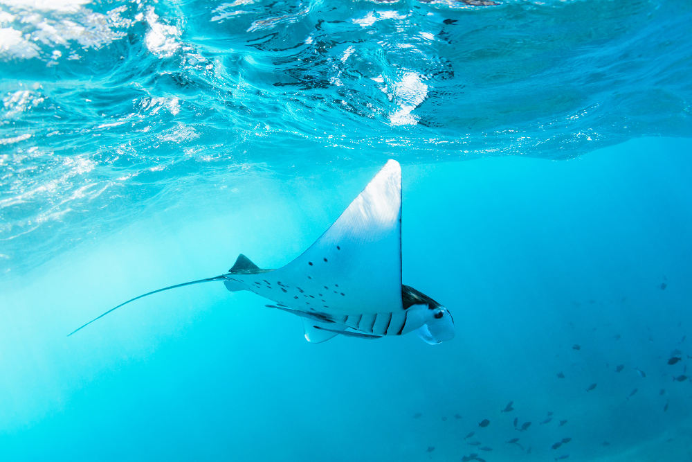 Manta Rog Nusa Penida