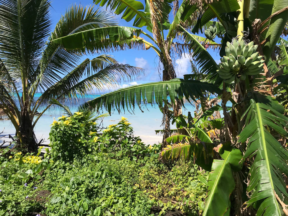Samoa kinderen groen shop